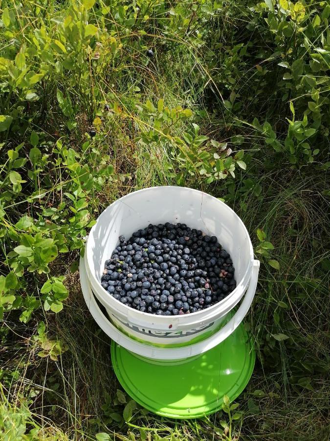 Котедж Віадук Vorochta Buitenkant foto