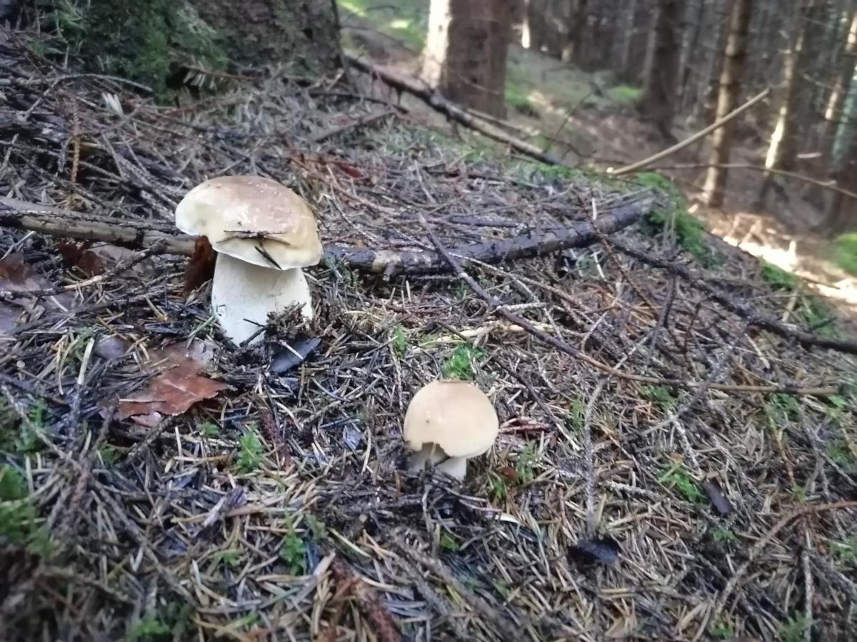 Котедж Віадук Vorochta Buitenkant foto